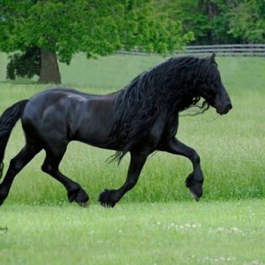 konj-griva-4