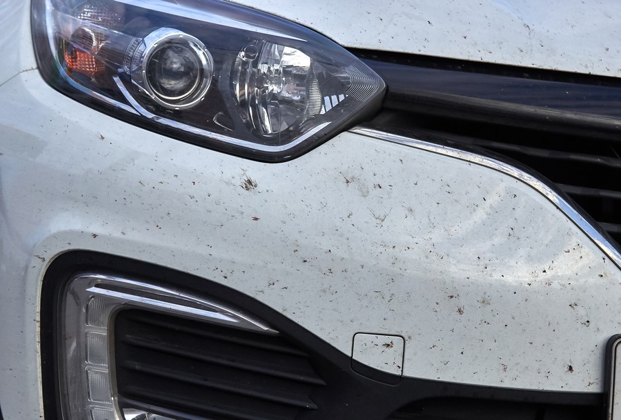 Midges,Insects,On,The,Bumper,And,Hood,Of,The,Car
